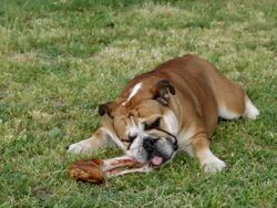 bulldog munching a bone Stock Footage