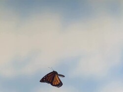 High Speed Monarch butterfly (Danaus plexippus) flying against sky background Stock Footage