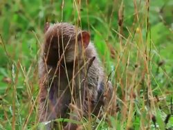 Monkey Stock Footage