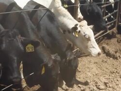 Cows at a Factory Farm Stock Footage
