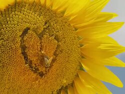 HD: Bee On A Heart Shaped Sunflower Stock Footage
