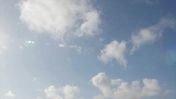 Flock of Birds Vulture Flying in Sky Stock Footage