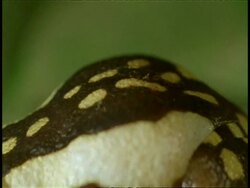 CU Frog, pan left from tail to head, side view, Western Ghats, India Stock Footage