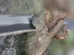 Sawing wood Stock Footage