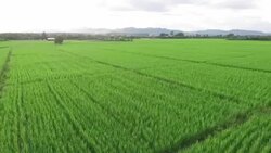 Aerial view of green rice fields Stock Footage