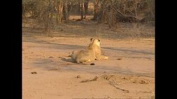 Lioness in Lower Zambezi National Park News Clip