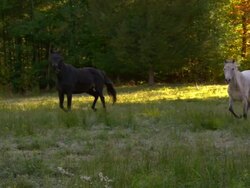 WS SLO MO TS Shot of white horse and black horse galloping in field / shady, New York, United States Stock Footage