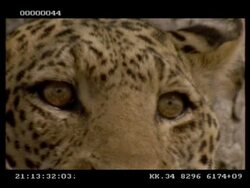Leopard, Panthera pardus, eyes, turn to camera, CU, Botswana Stock Footage