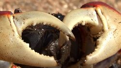 mangrove crab on beach7 Stock Footage