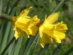 Bumblebee on Narcissus Stock Footage