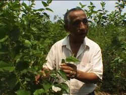 Reviving Cambodia's traditional silk industry News Clip