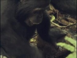 CU, TD, ZO, MS, Chimpanzee (Pan troglodytes) using leaf to drink from stream, Gombe Stream National Park, Tanzania Stock Footage