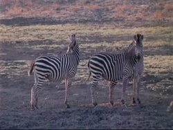 MS 3 Plains Zebra, Boehm's race, standing, looking around, swishing tails, Mana Pools, Zimbabwe Stock Footage