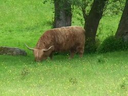 Highland Cow (Bos Taurus) Stock Footage