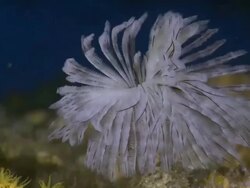 Sabellastarte Feather Duster Worm (Sabellastarte sanctijosephi) feeding with current, Worm, Monad Shoa, Malapascua, Philippines Stock Footage