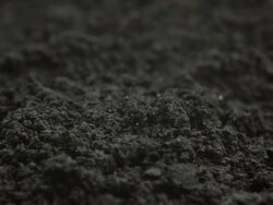 Germinating Bean process Stock Footage