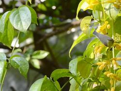 Sunbird feeding nectar Stock Footage