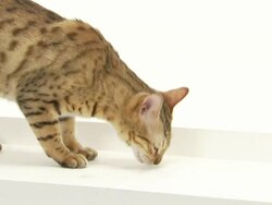 A spotted cat noses around a white surface. Stock Footage