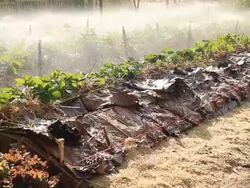Watering strawberry plant Stock Footage