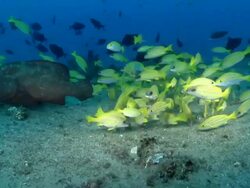 MS Shot of School of snapper fish feeding on sea floor with triggerfish and rock cod / Matola, Maputo, Mozambique Stock Footage