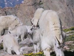 MS PAN Shot of Mountain goats (Oreamnos americanus) kids playing and jumping and nannys with flower covering tundra / Idaho springs, Colorado, United States Stock Footage