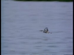 MS Panning left, Pied kingfisher, Ceryle rudis, flying low over water, India Stock Footage