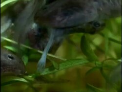 BCU Common Frog (Rana temporaria) Tadpoles feeding on small dead frog, England Stock Footage