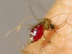 MS CU Mosquito sucking blood from human skin  Stock Footage