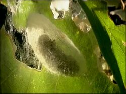 Gypsy moth (Lymantria dispar) cocoon, Andalusia, Southern Spain Stock Footage