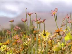 MS R/F Shot of Namaqualand daisies with several common Cape tulips visible / Namaqualand, Northern Cape, South Africa Stock Footage