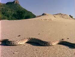 MS Western Diamondback Rattlesnake moves across desert, USA Stock Footage