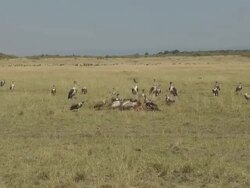 vultures Stock Footage