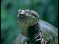 CU Head of Anaconda, tongue flicking to camera, South America Stock Footage