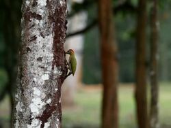 Laced Woodpecker. (Picus vittatus) Stock Footage