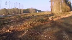 Logging clear cut Stock Footage