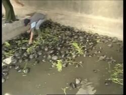 Indonesia confiscates 1500 turtles bound for China News Clip