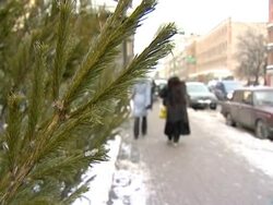 People and fur-trees. Stock Footage
