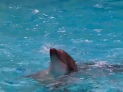 Funny dolphin Stock Footage