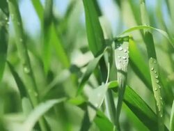 Morning dew on spring crops Stock Footage