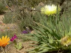 WS View of Yellow petalled succulent surrounded by Namaqualand daisies and springbok painted petals / Namaqualand, Northern Cape, South Africa Stock Footage