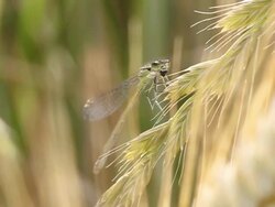 Dragonfly on the wheat ear Stock Footage
