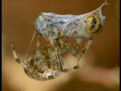 Garden Spider (Araneus) biting wasp, wasp sting repeatedly emerges & retracts, England Stock Footage