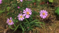 Cosmos flower (Cosmos Bipinnatus) with blurred background - Stock video
Plant, Aster, Beauty, Beauty In Nature, Blossom Stock Footage