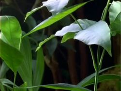 T/L Dipteryx seedling growth, pulsating, natural background, Panama. Stock Footage