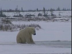 Polar bear (Ursus maritimus) waiting by ice hole Stock Footage