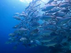 MS Shot of School of jacks fish swimming in water / Sipadan, Semporna, Tawau, Malaysia Stock Footage