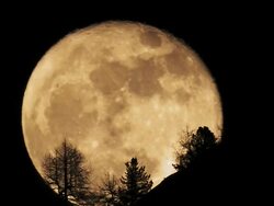 full moon rising behind trees Stock Footage