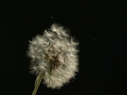 Dandelion clock seeds dispersing against black Stock Footage