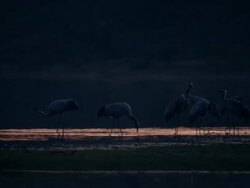 European Cranes (Grus grus) at lake shore, North East Extremadura in Dehesa. Stock Footage