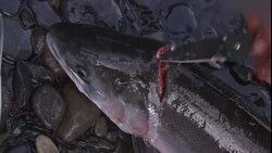 A fisherman cleans a salmon. Stock Footage
